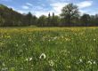 Ihre Ideen f�r mehr Natur in Bruck