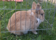 Wer vermisst ein Zwergkaninchen?