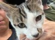 Junger Kater in der Hasenheide gefunden