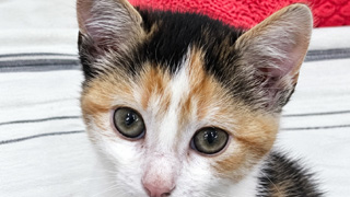Zwei Babykatzen gefunden