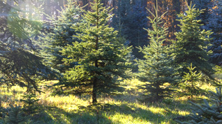 Christb�ume gesucht