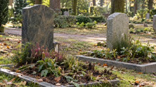Waldfriedhof: Was bei Wildverbiss zu beachten ist