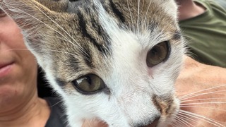 Junger Kater in der Hasenheide gefunden