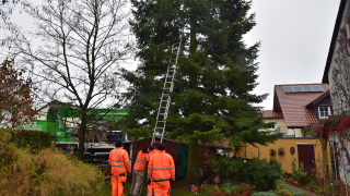 Noch Christb�ume gesucht: Wer hat den passenden Baum?
